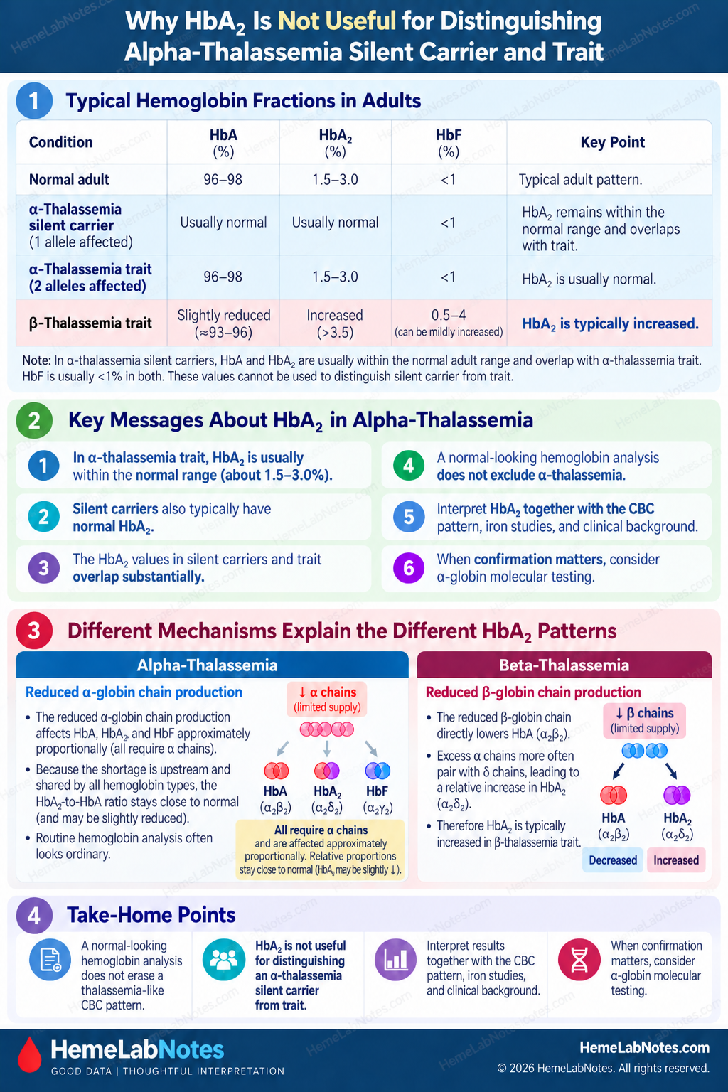 Why HbA2 cannot reliably distinguish alpha-thalassemia silent carrier from alpha-thalassemia trait, showing adult hemoglobin fractions, overlapping HbA2 patterns, alpha- versus beta-thalassemia mechanisms, and the role of CBC context and molecular testing.