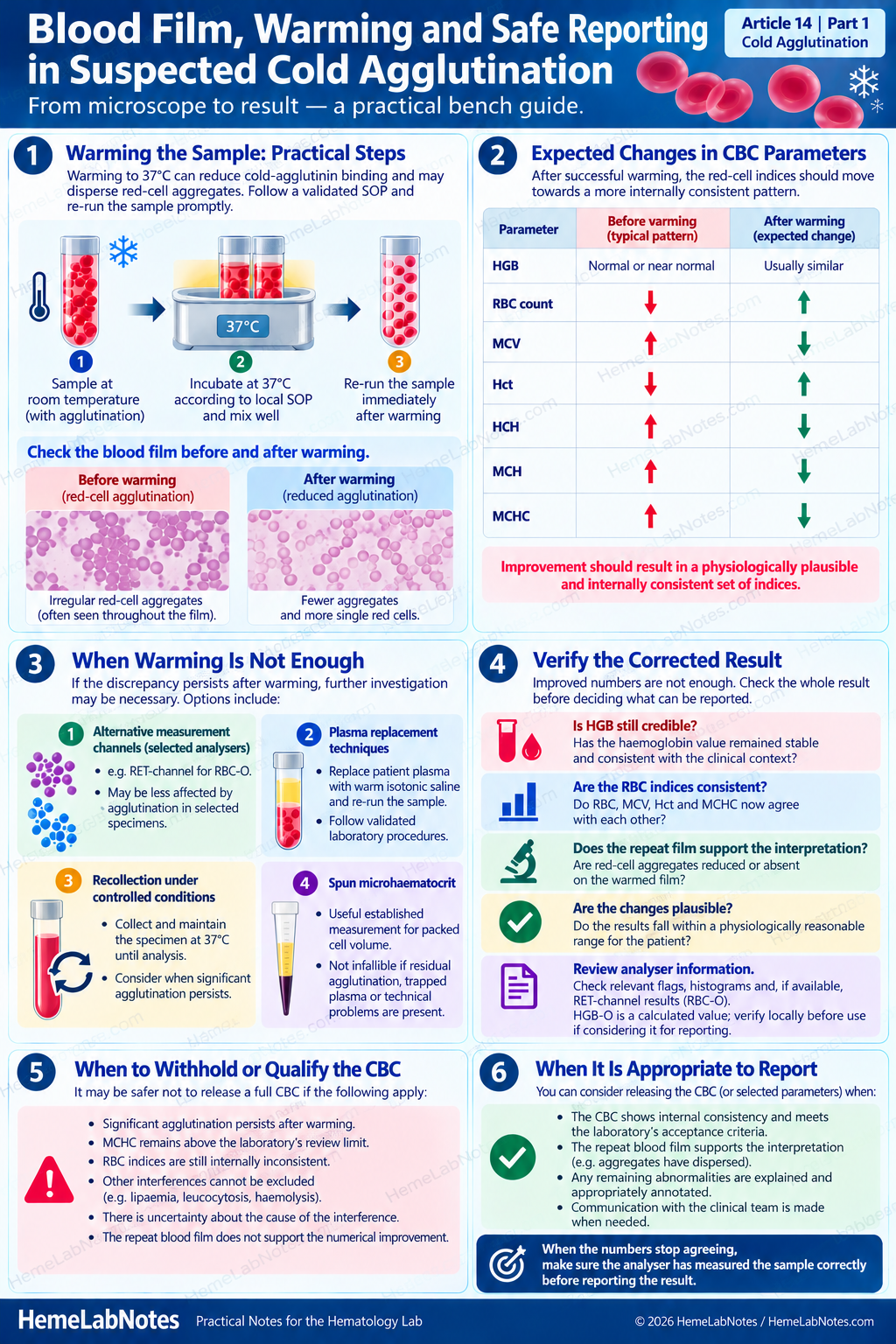 Infographic explaining sample warming, expected changes in RBC indices, additional investigation when warming is insufficient, and verification criteria for safe CBC reporting.