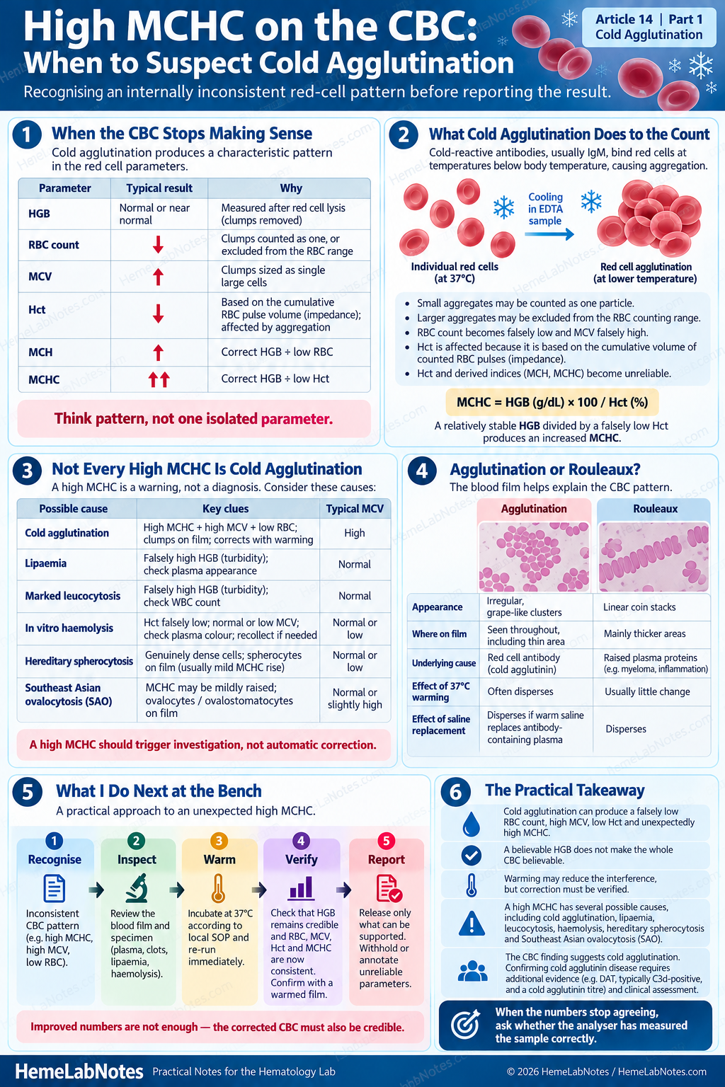 Infographic showing the CBC pattern of cold agglutination, causes of increased MCHC, blood-film differences between agglutination and rouleaux, and an initial bench investigation workflow.