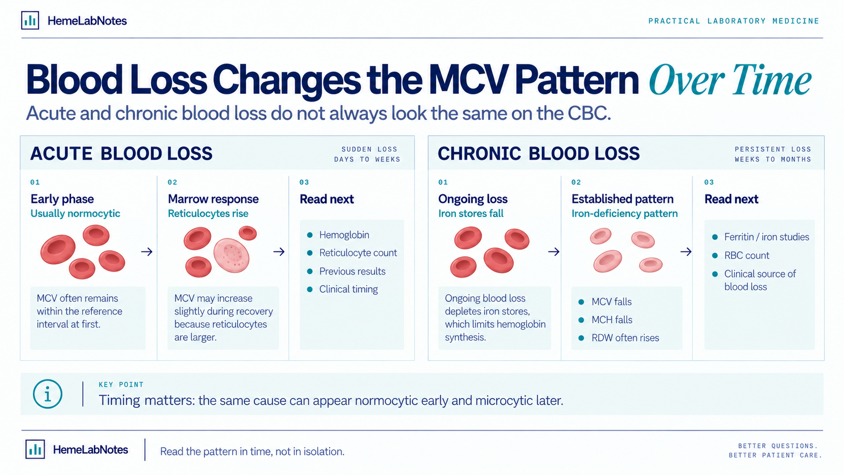 Blood loss infographic showing how acute blood loss may initially remain normocytic while chronic blood loss can become microcytic as iron stores fall.