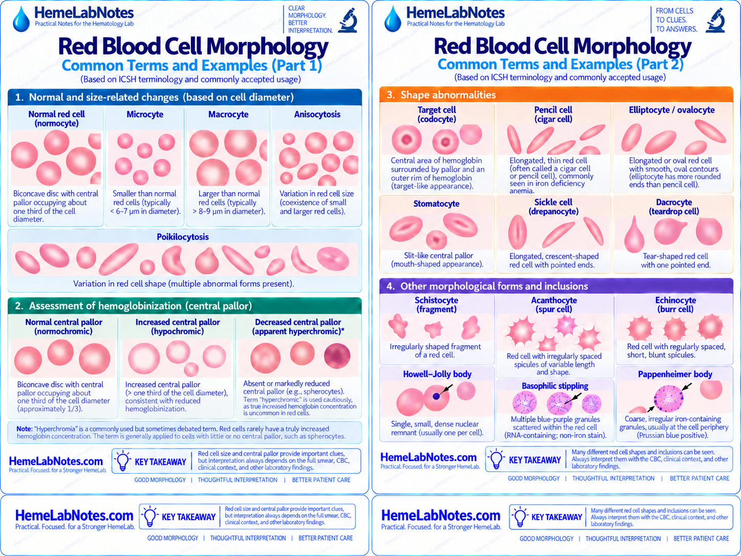 Red blood cell morphology showing common size changes, shape abnormalities, inclusions, and special appearances.